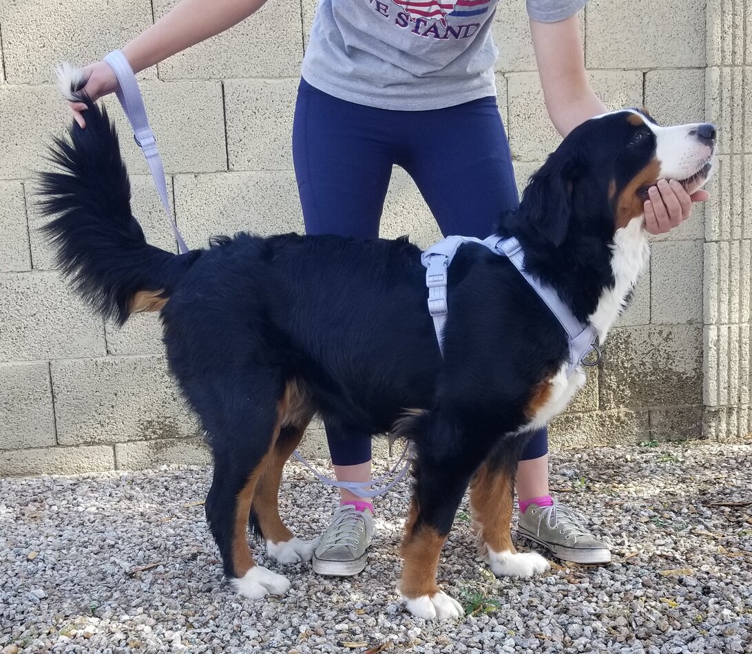 Image of a Bernese Mountain Dog